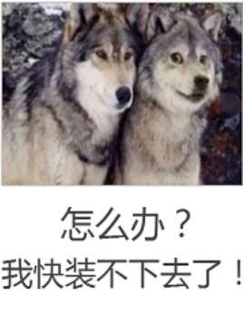 梧桐大道在哪个区